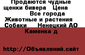 Продаются чудные щенки бивера › Цена ­ 25 000 - Все города Животные и растения » Собаки   . Ненецкий АО,Каменка д.